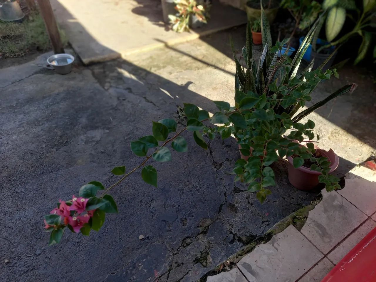 Bugaville já com flor
