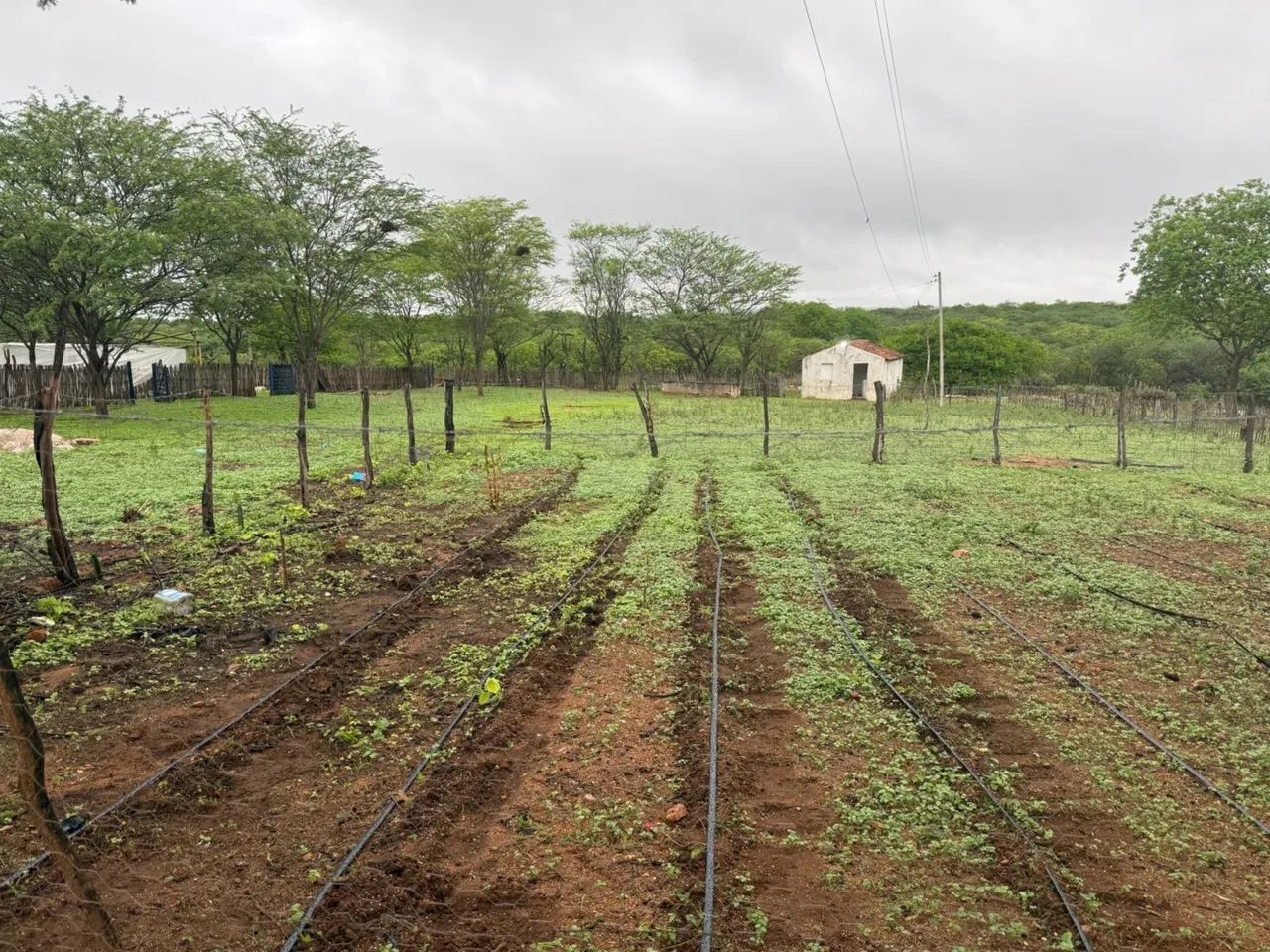 Sítio a venda em sertania Pernambuco 