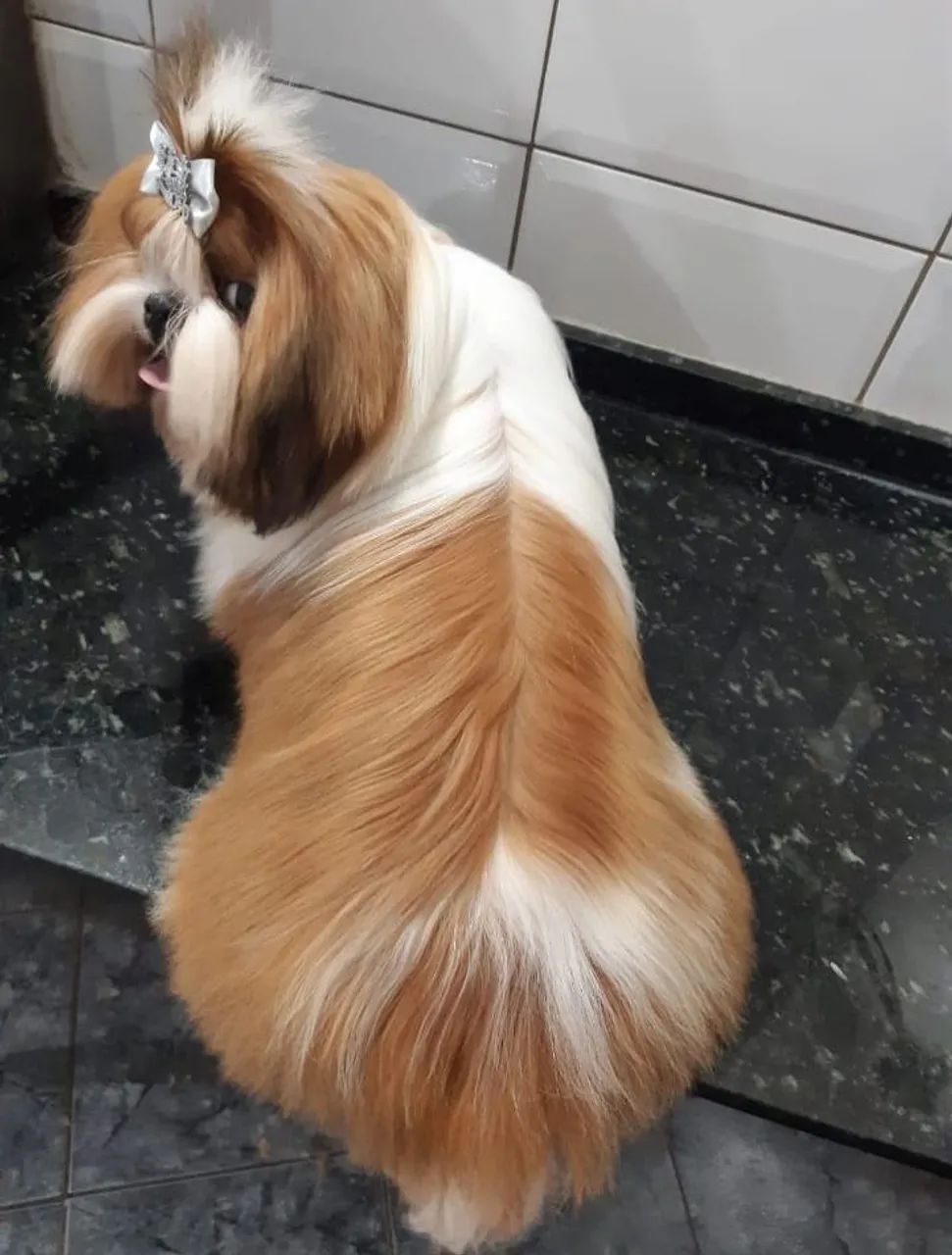 Shih Tzu Macho [doação] - Foto 2