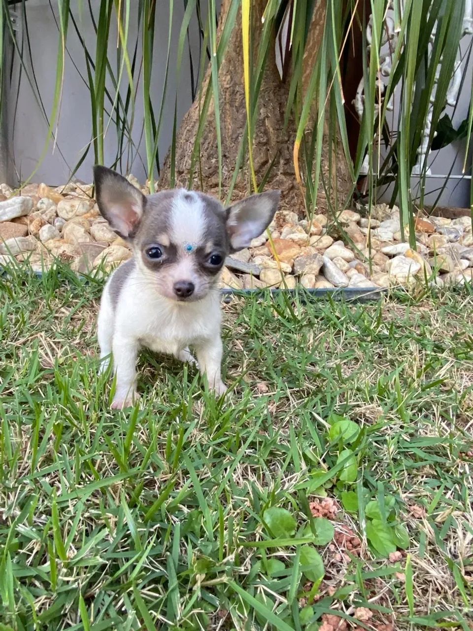 chihuahua  - Foto 3