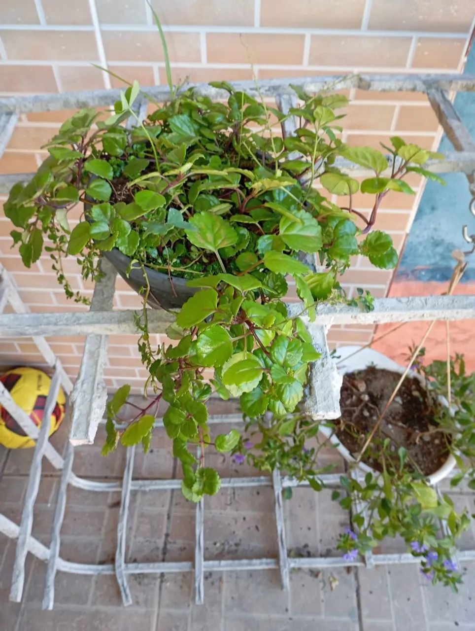 Sementes e plantas  - Foto 2