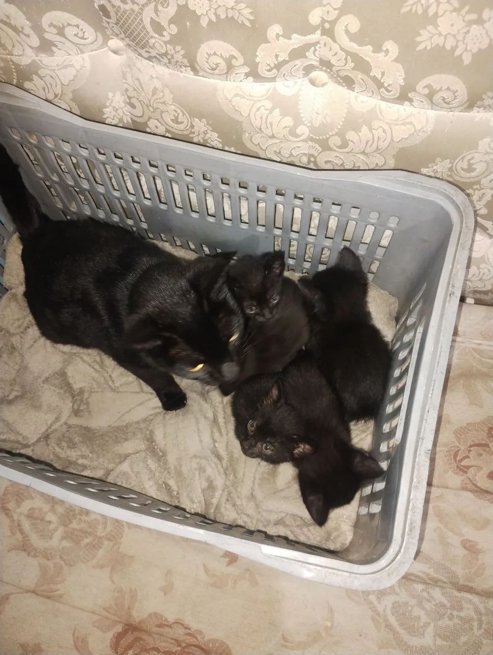 Doando gatinhos - Foto 2