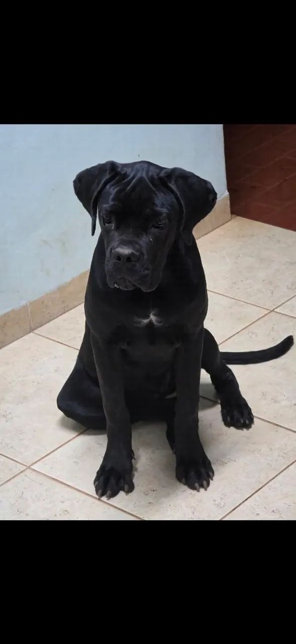 Cane Corso  - Foto 2