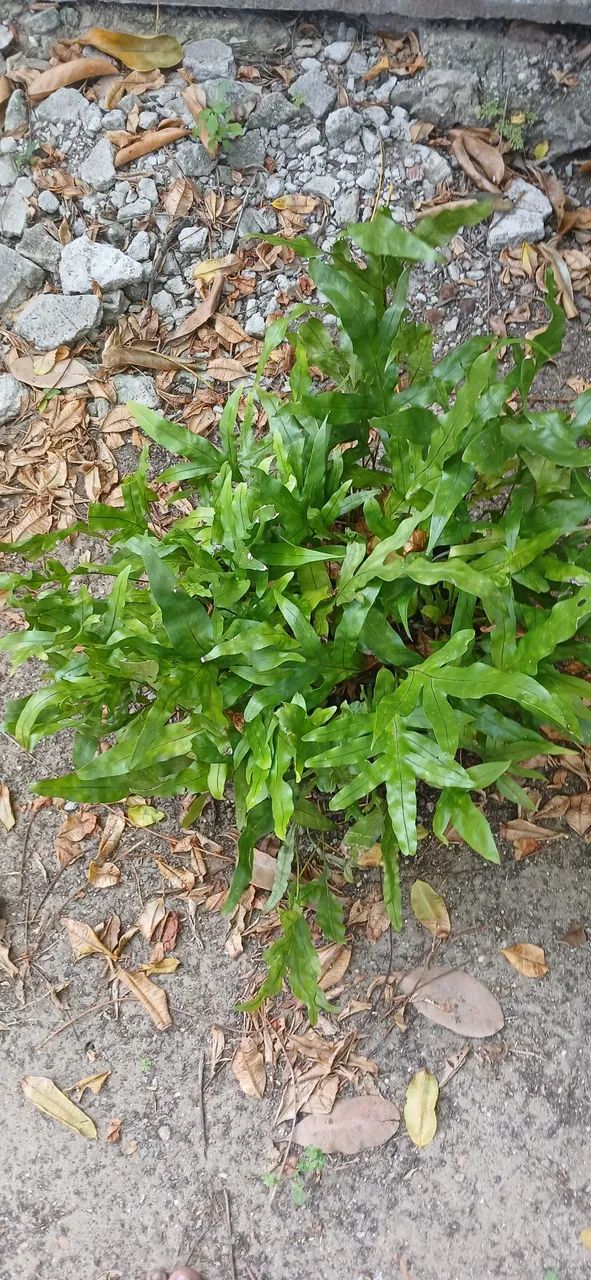 Plantas 