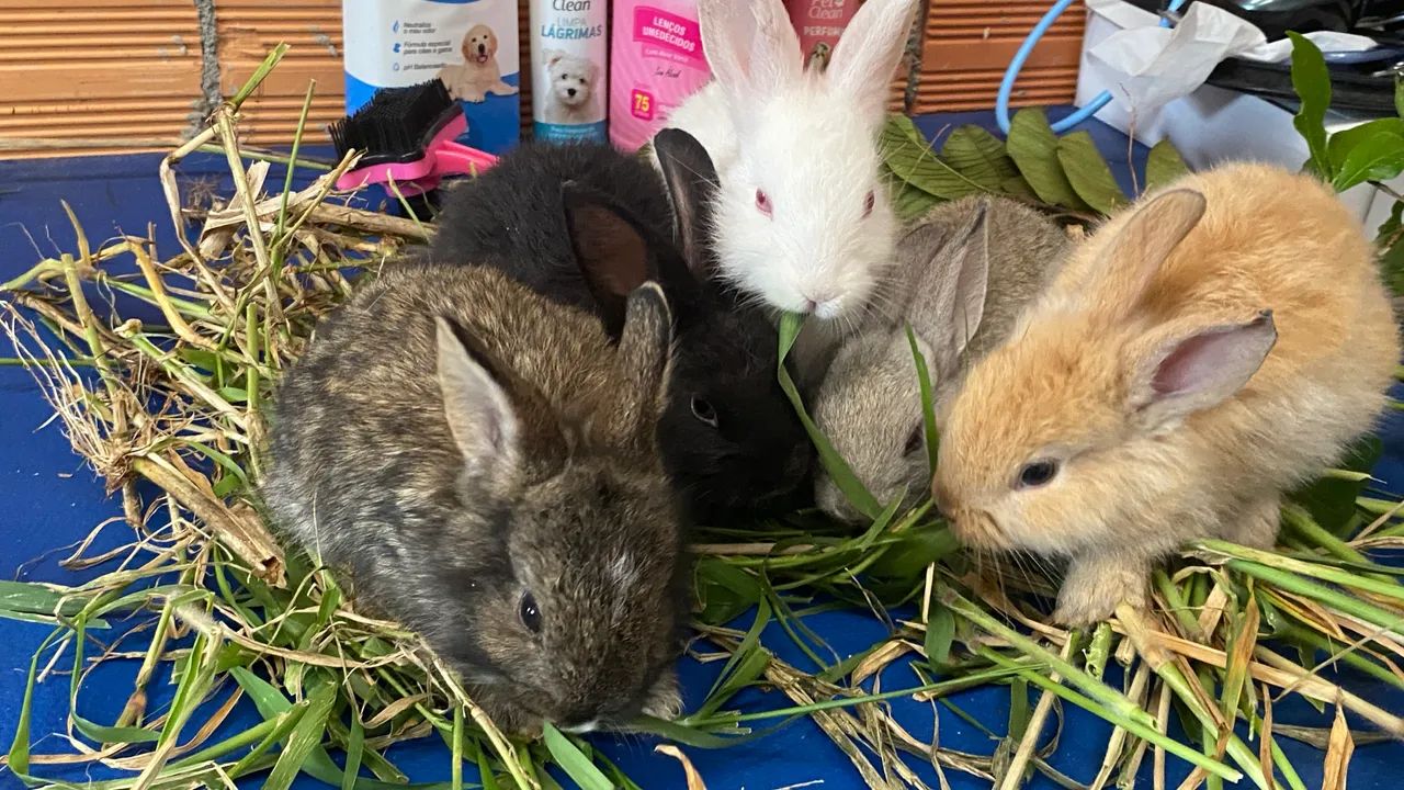 Filhotes de coelhos disponível - Foto 4