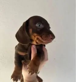 Teckel/Salsicha/Basset: pequeno no tamanho, grande na personalidade.