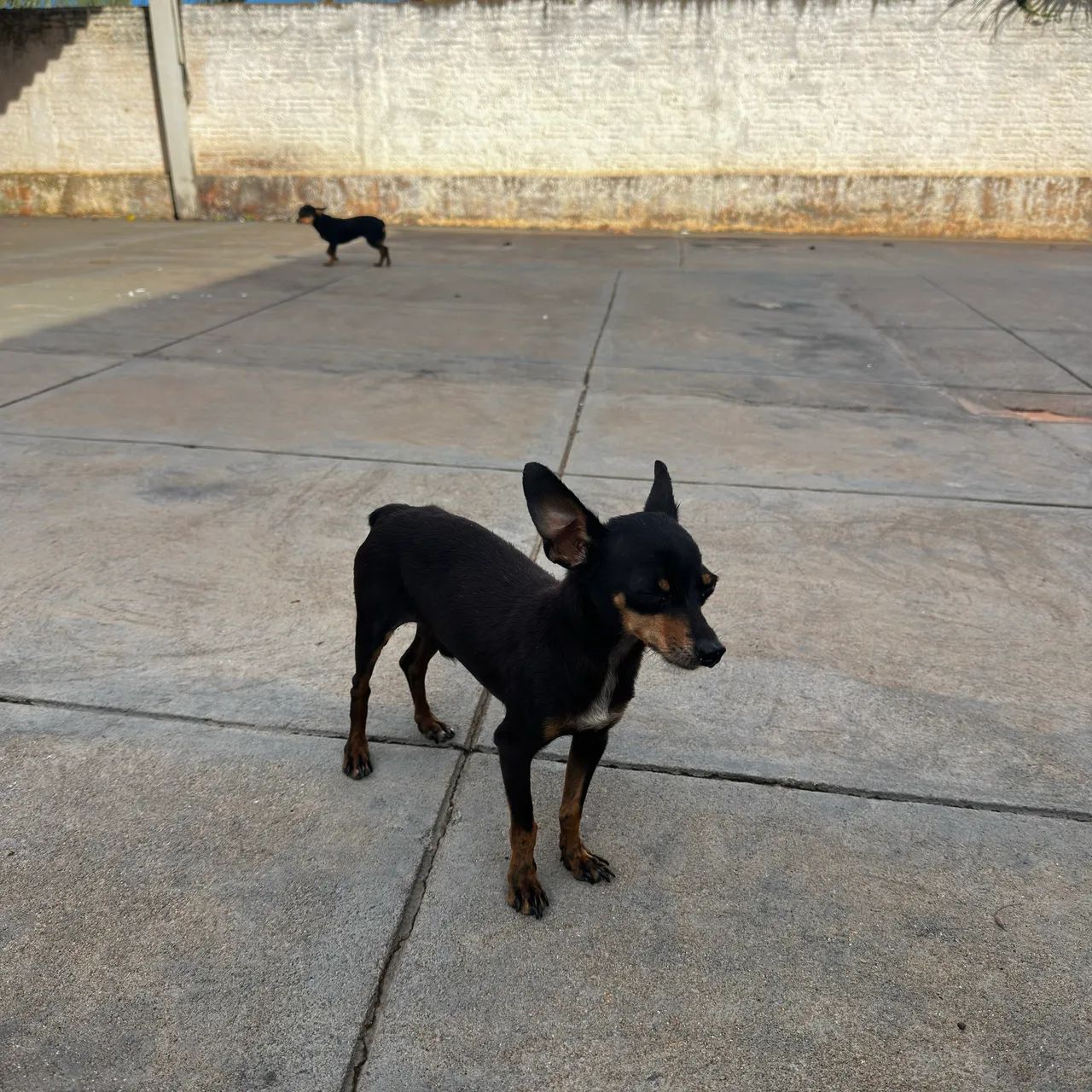 Cachorro Pinscher Macho 