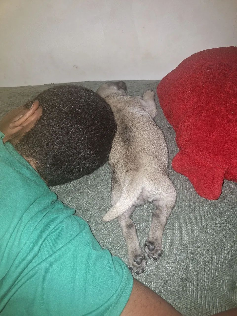 Filhote de pug - Foto 3