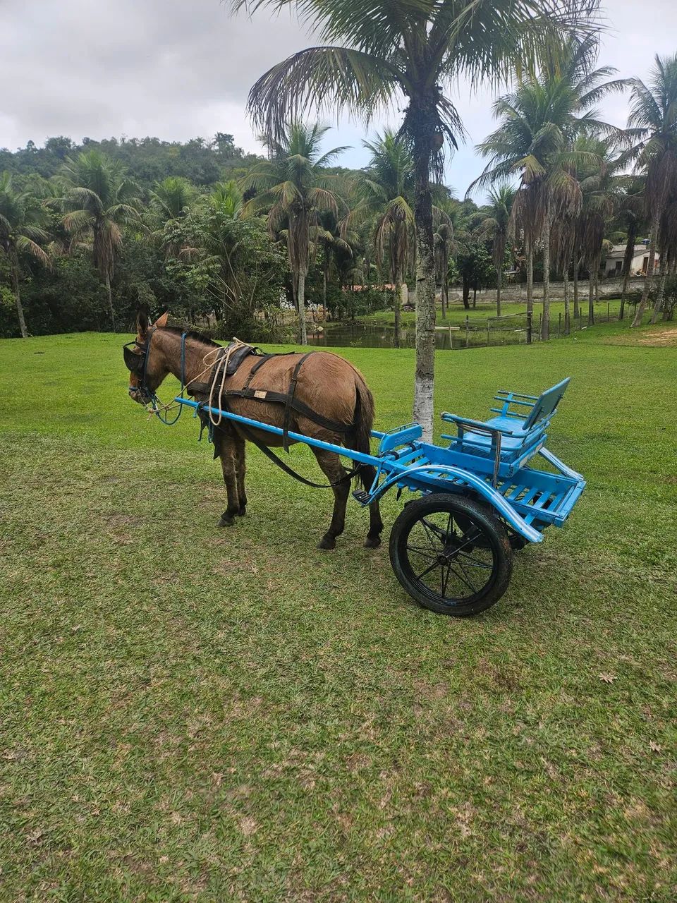 Mini mula com charrete  - Foto 4