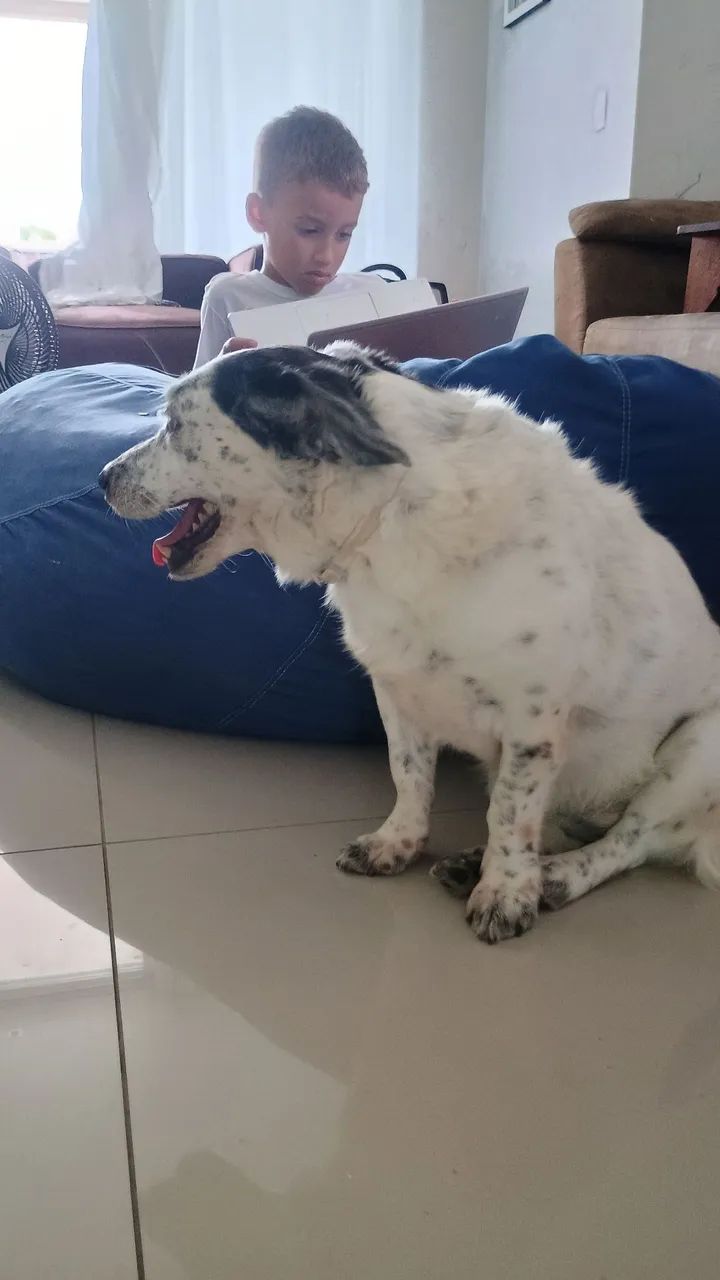 Doação cachorra adulta, castrada e vacinada - Foto 2