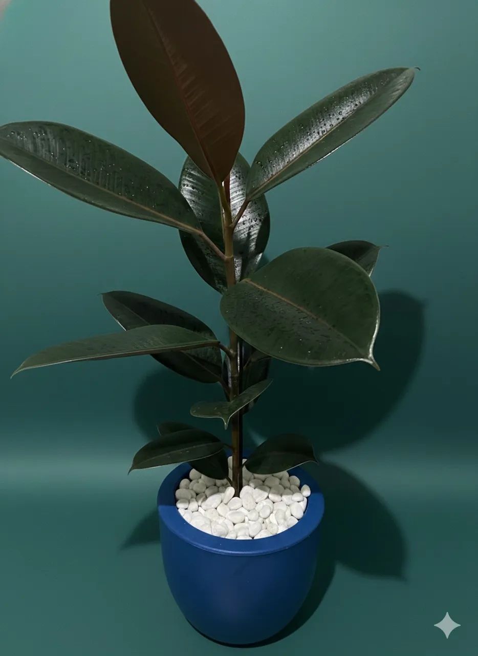 Lindas plantas com jarros 