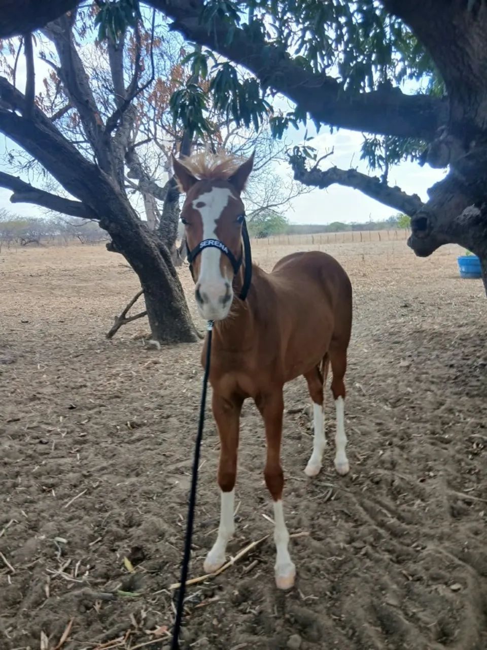 Potra  com linhagem de corrida
