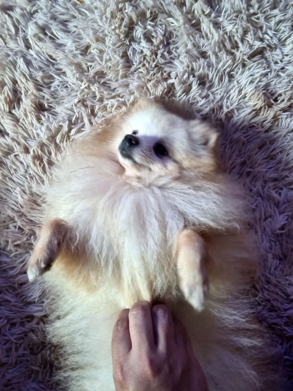 Spitz Alemão - Foto 2