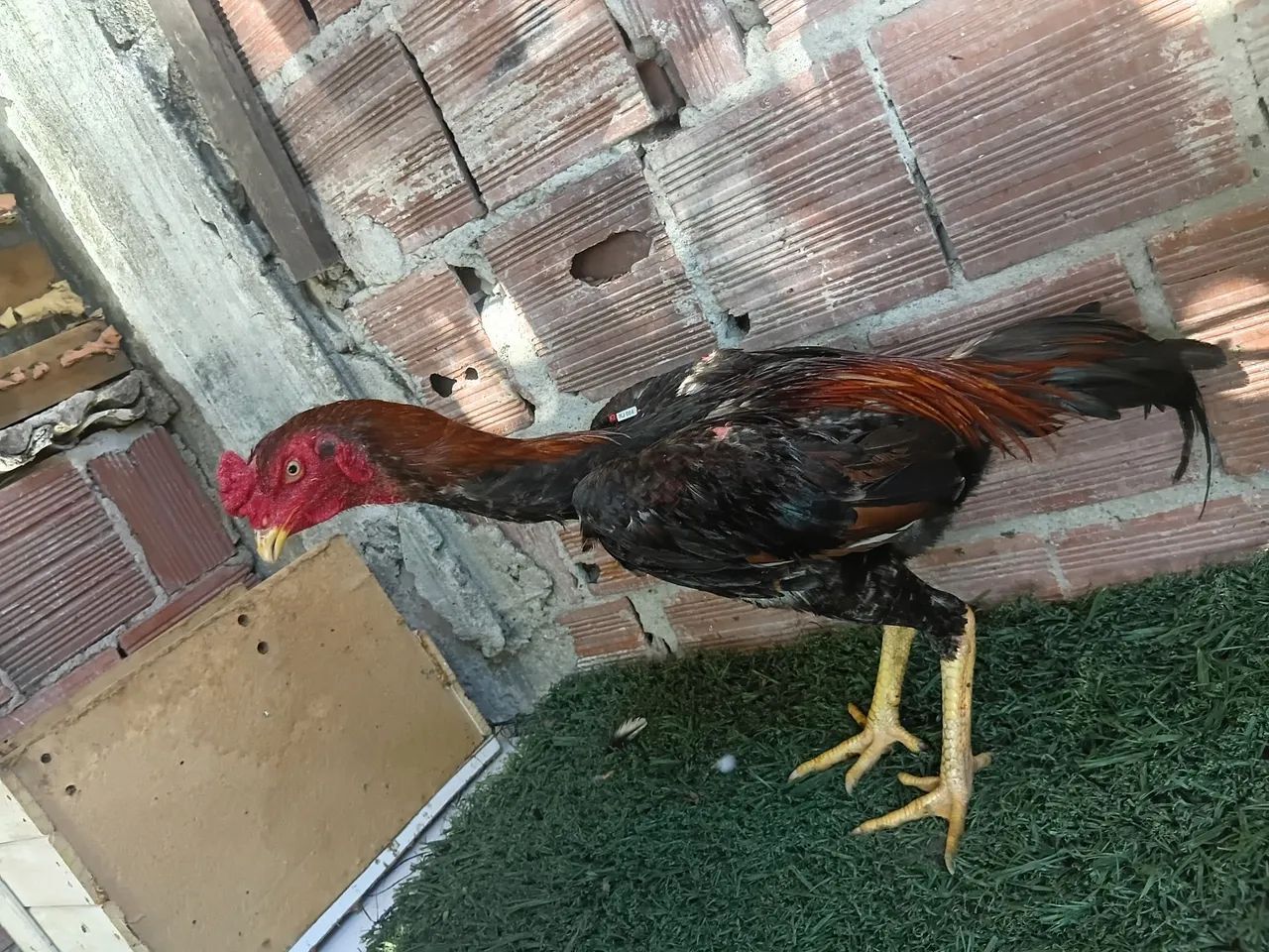 Frango indiano