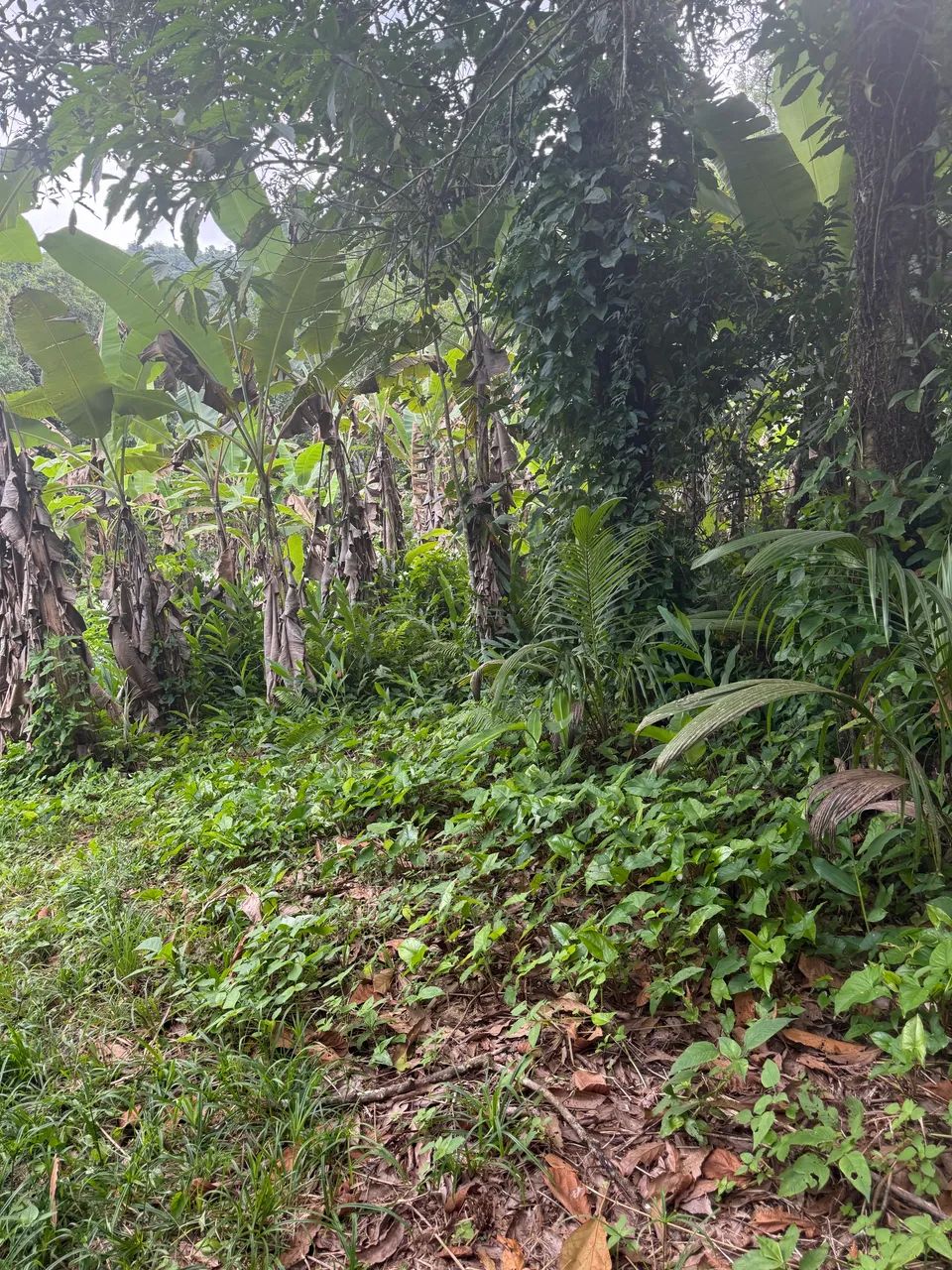 Terreno Banqueta  - Foto 4
