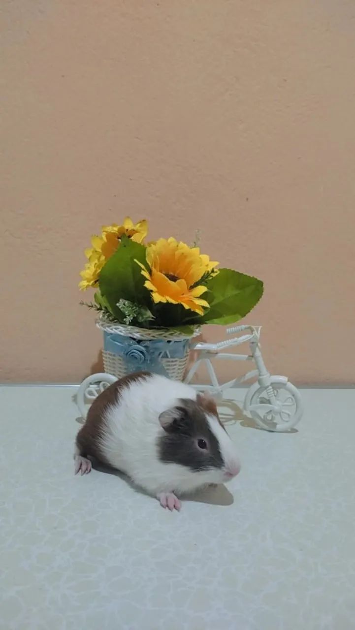 Porquinho da índia  - Foto 5