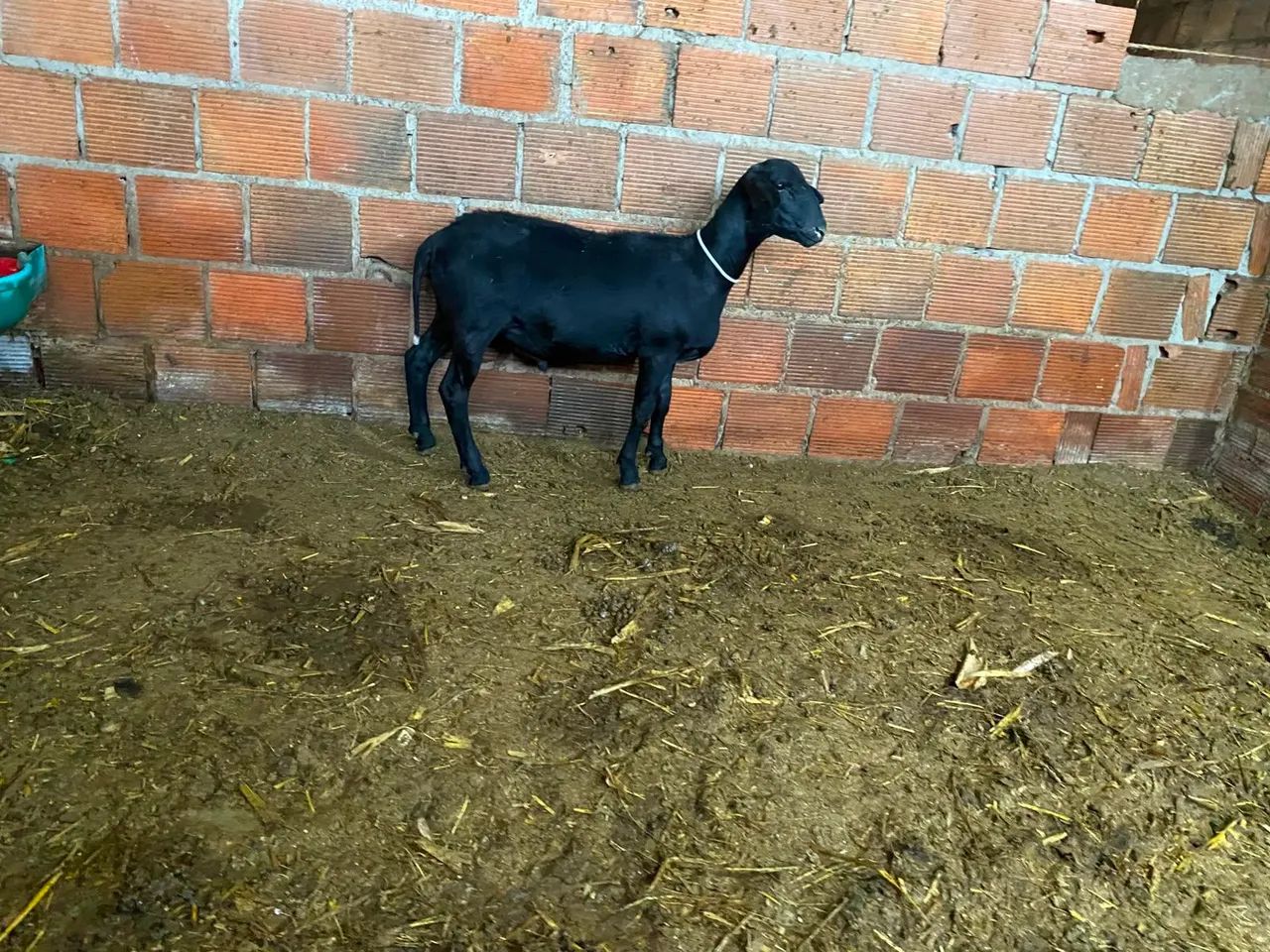 Borrego  - Foto 3