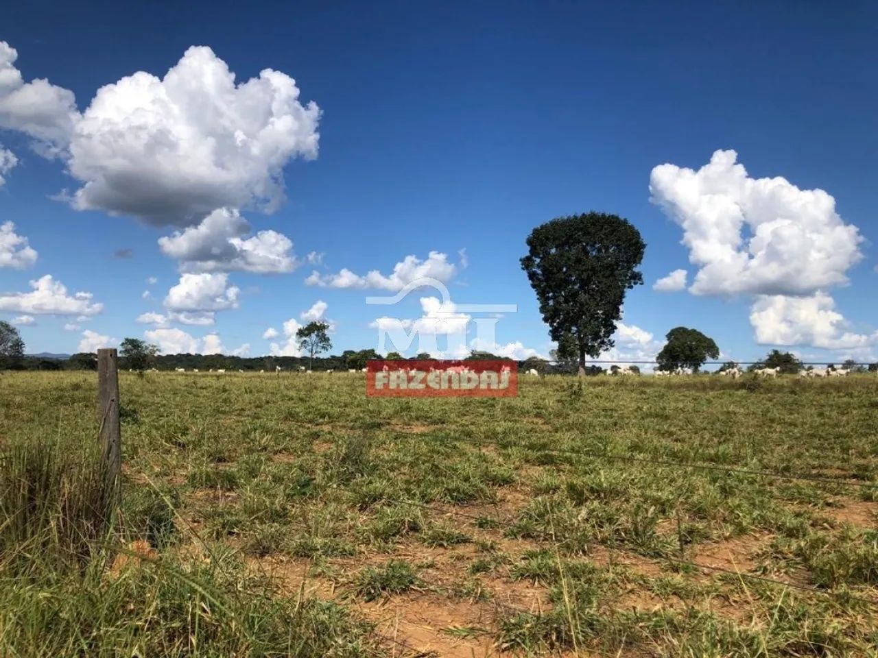 Fazenda Extra em Mara Rosa-GO. (65 Alqueires) - Foto 4