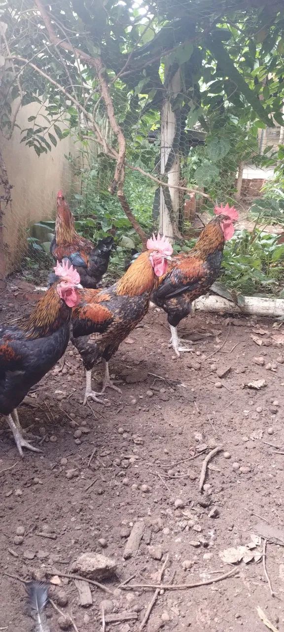 Galos da raça de poedeiras negras/Australorp