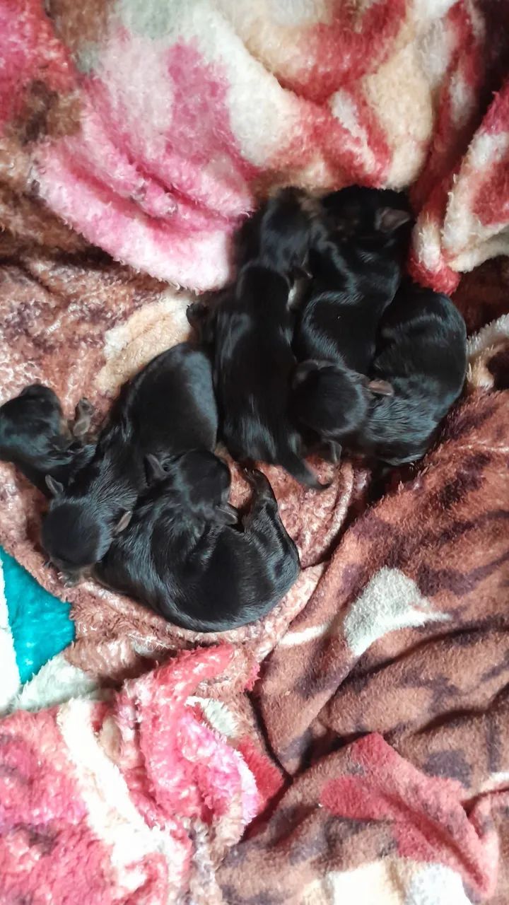 ninha de yorkshire pedree tão com dez dias  - Foto 4