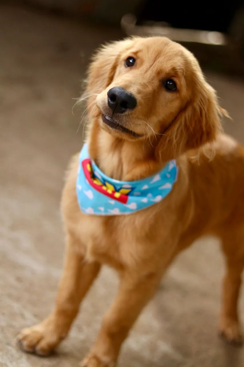 GOLDEN RETRIEVER PARCELAMOS  - Foto 2