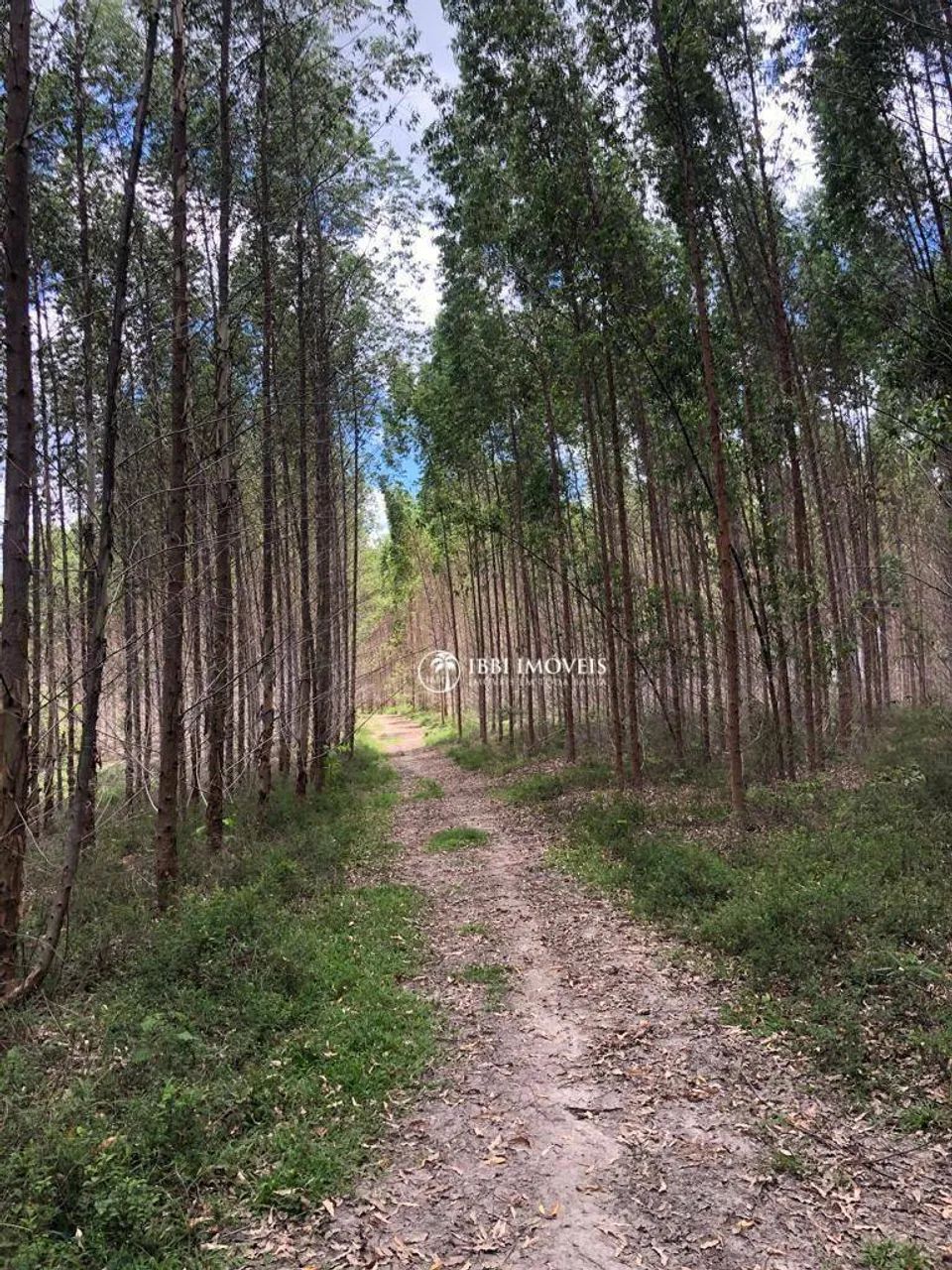 Fazenda de Eucalipto à venda, - Foto 2