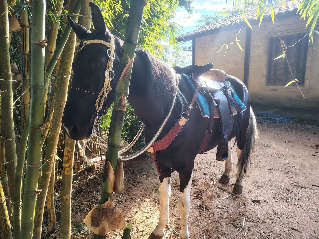 Cavalo bom de sela a venda!