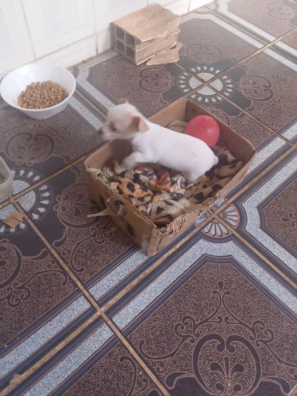 Pinscher 0