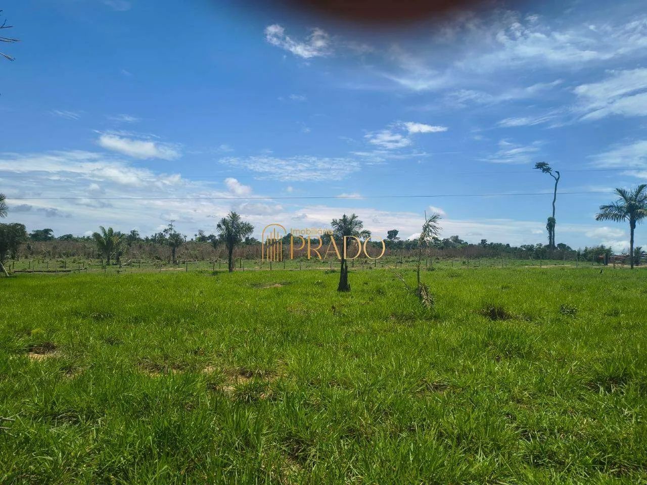 FAZENDA PRODUTIVA À VENDA - Foto 5
