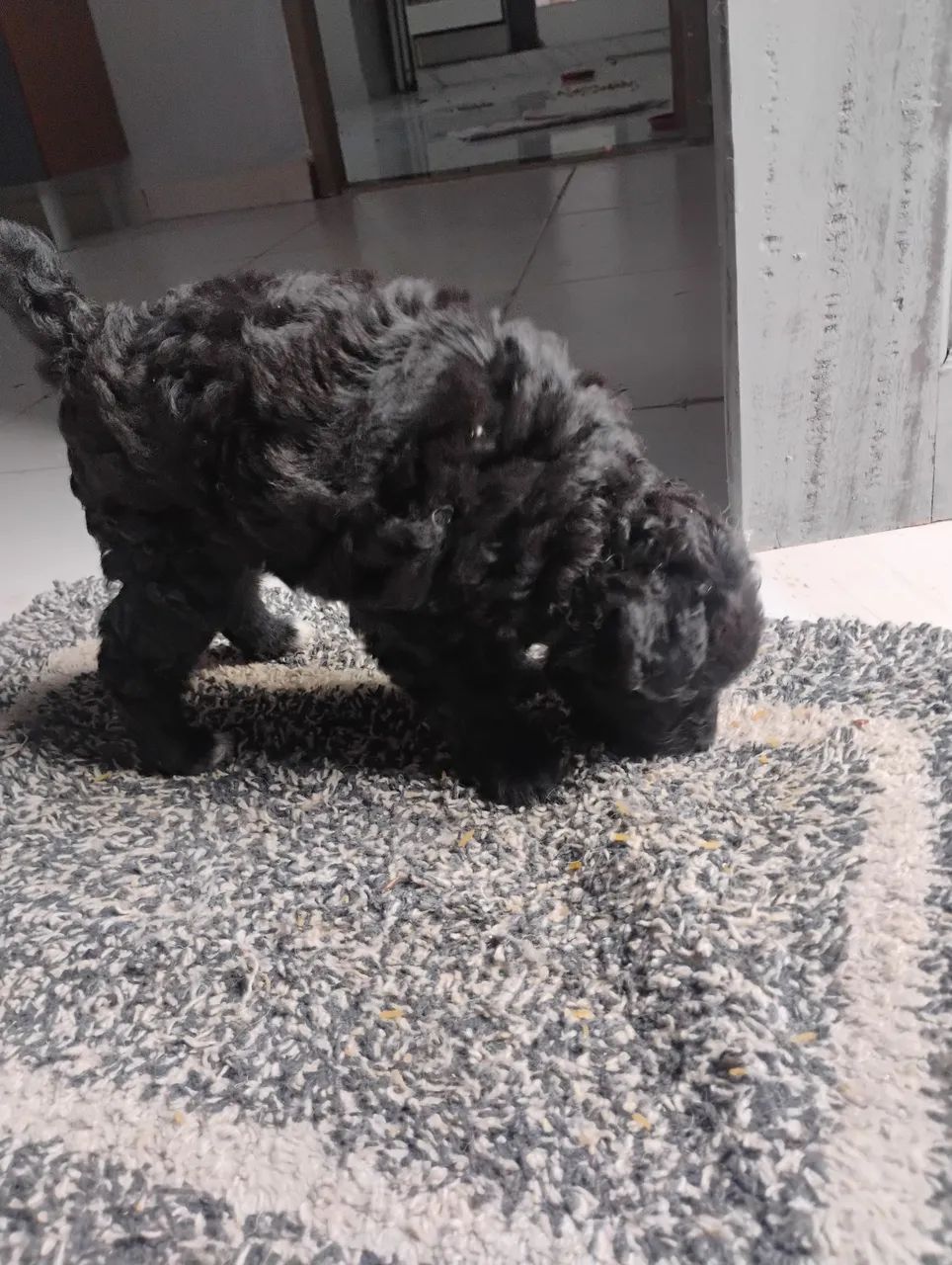Cachorro poodle 400 reais  - Foto 4