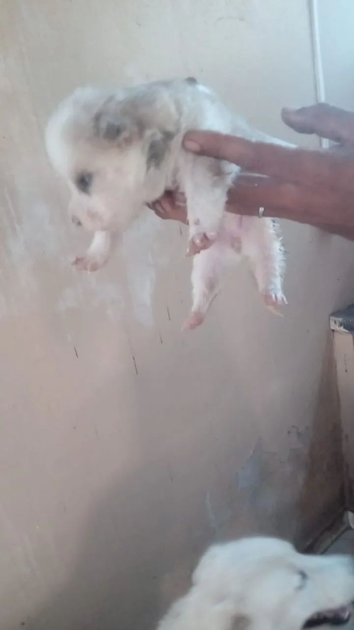 Filhotes de husky siberiano puro 