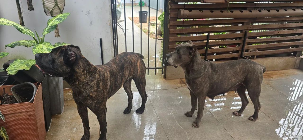 Reserva, Cane Corso,  filhotes com pedigree  - Foto 3