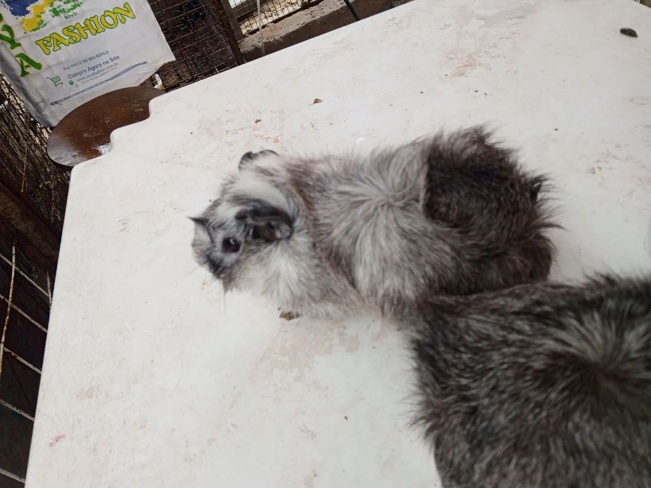 Estou vendendo um casal de porquinho da índia r$ 200 não  abaixo o valor não faço entregar - Foto 3