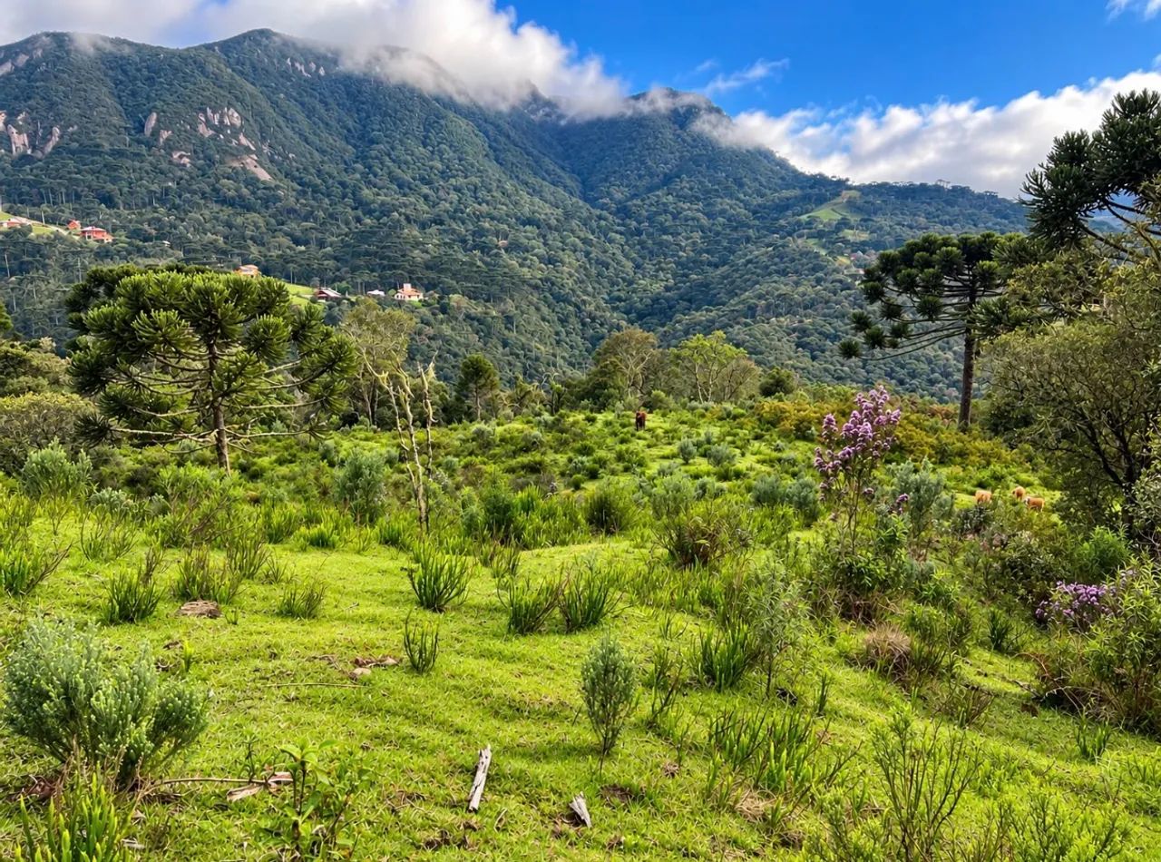Terreno com 5 hectares em Urubici SC - Foto 4