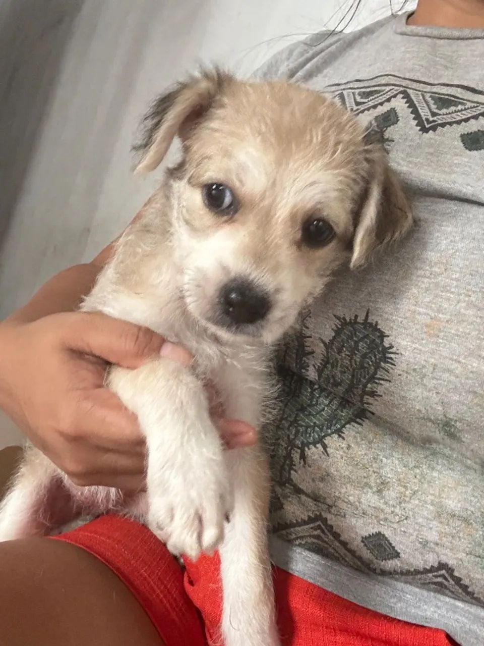 Filhote de cachorro 
