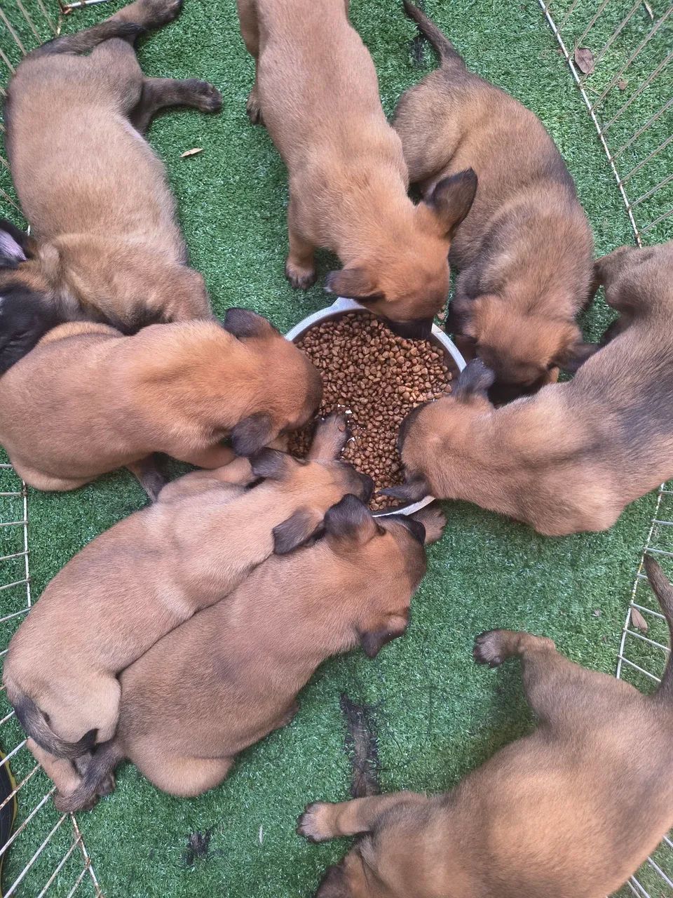 Pastor Belga Malinois - Foto 2