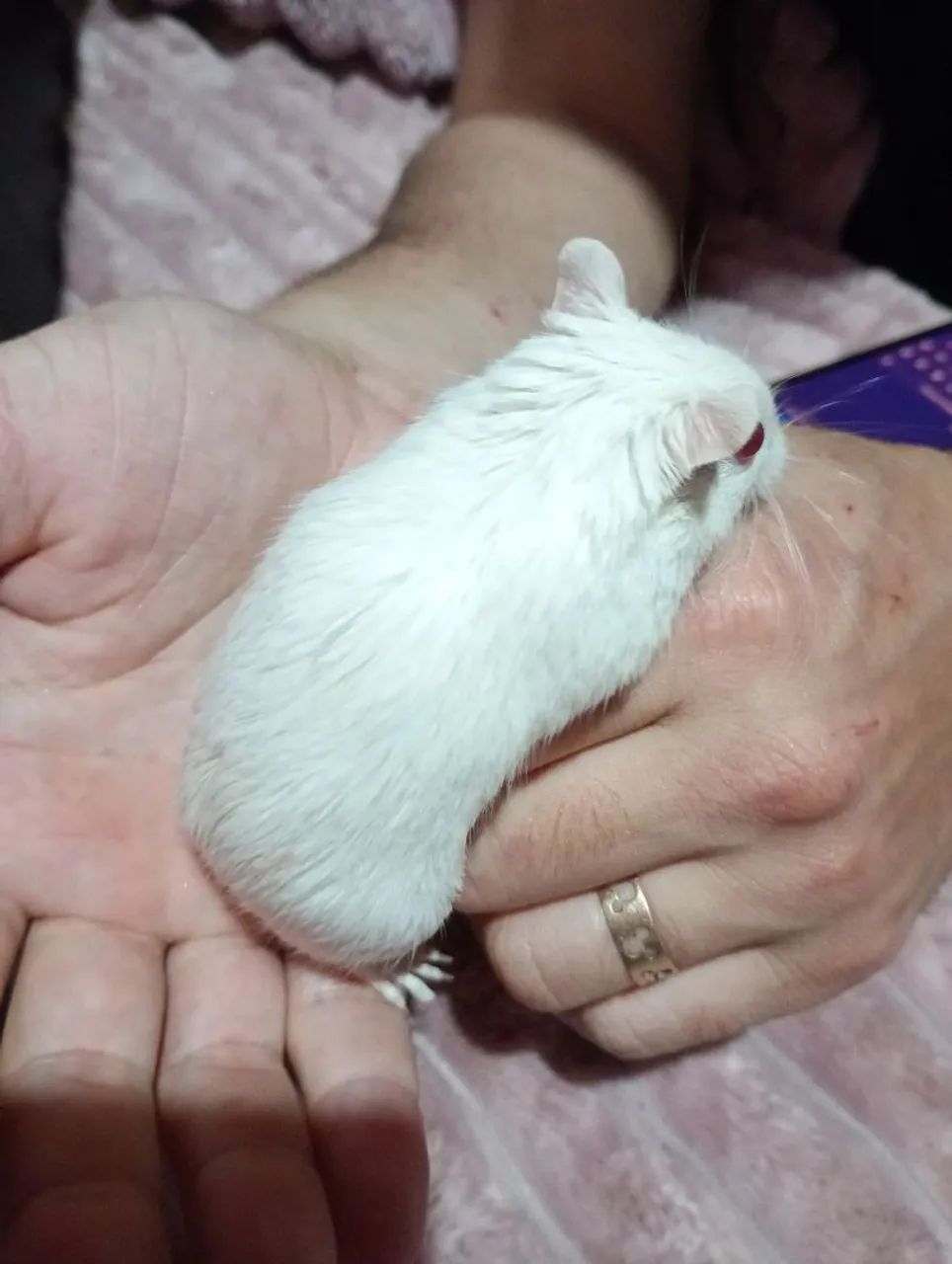 gerbil esquilo da mongolia - Foto 2