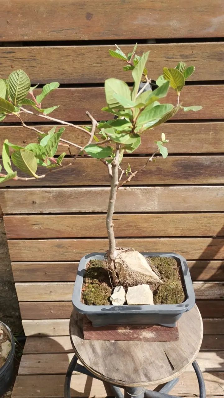 Bonsai de Goiaba na pedra - Foto 4