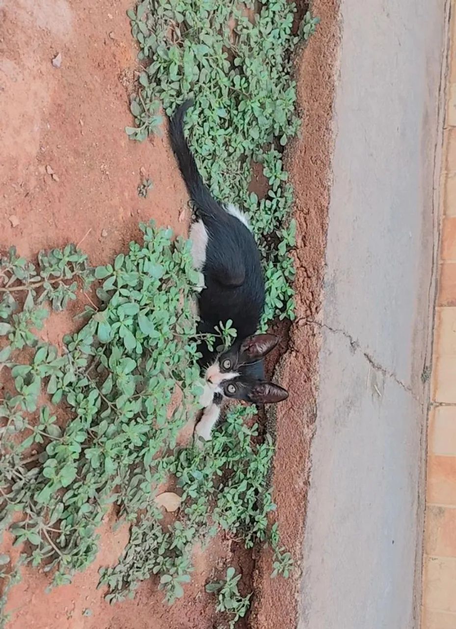 Doação de gatinhos  - Foto 2