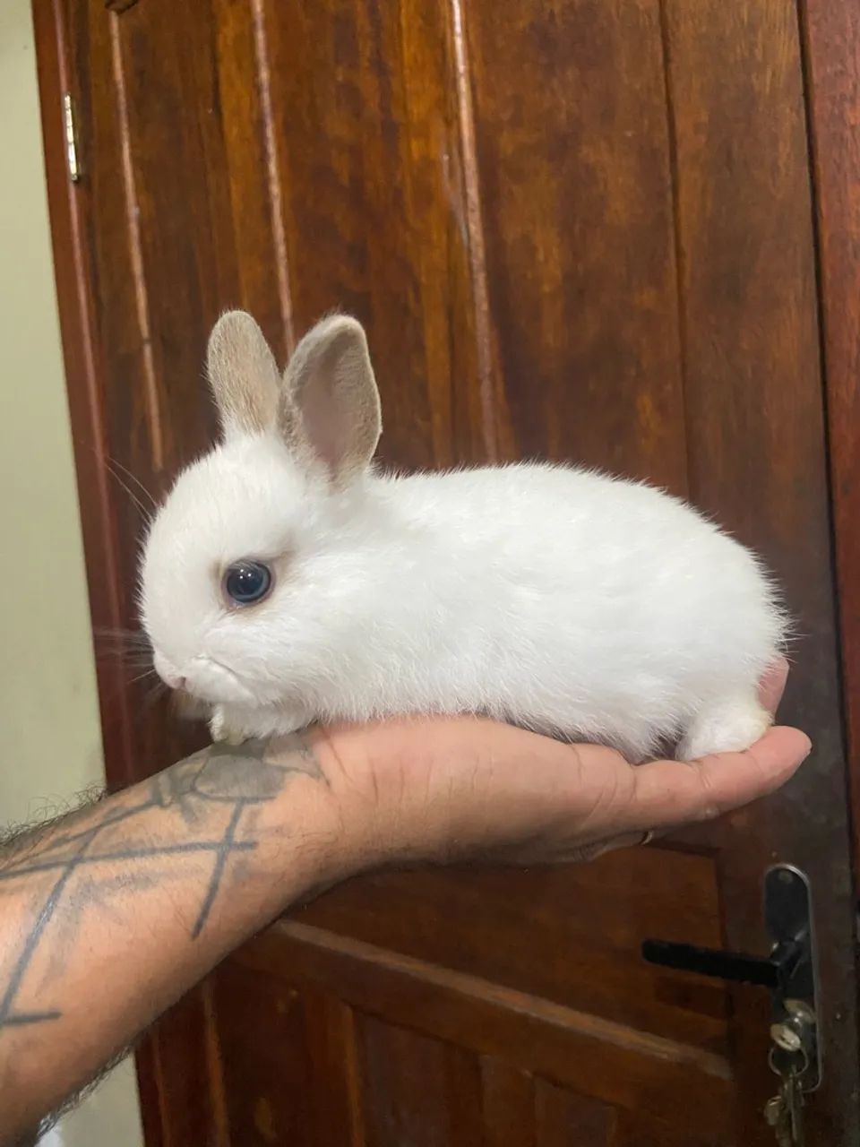 Vendo mini coelhos  - Foto 4