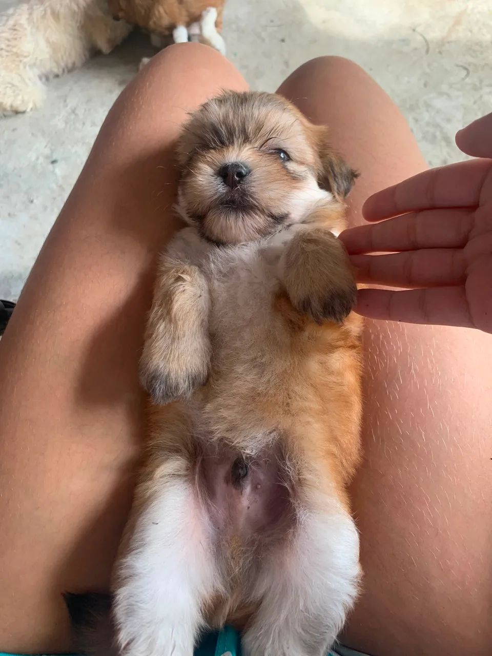 Lhasa apso  - Foto 5
