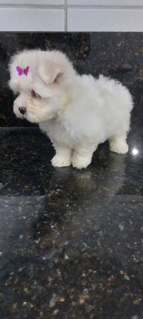 Maltês mini Femia - Foto 3