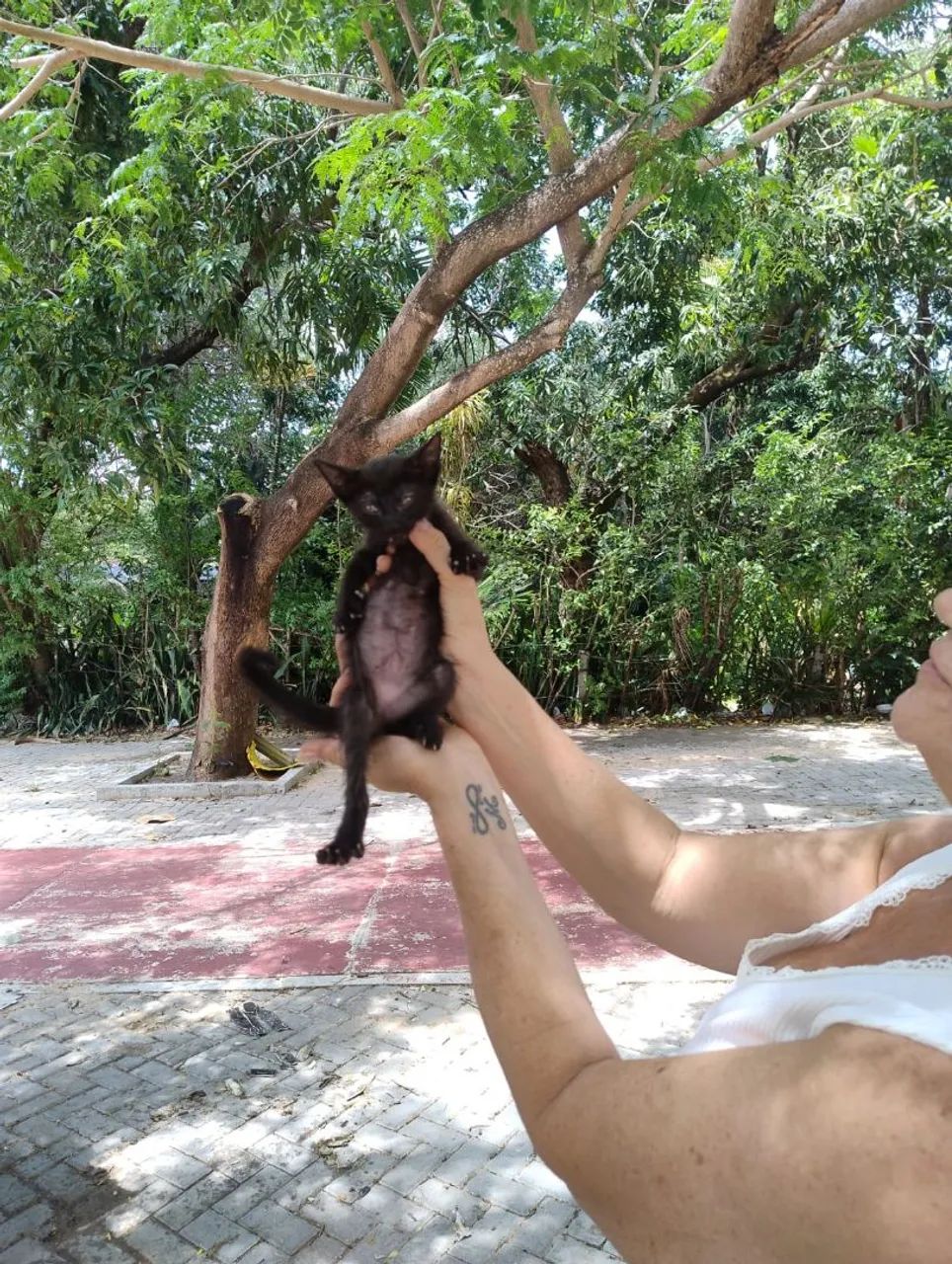 Casal de filhotes disponíveis para adoção responsável  - Foto 4