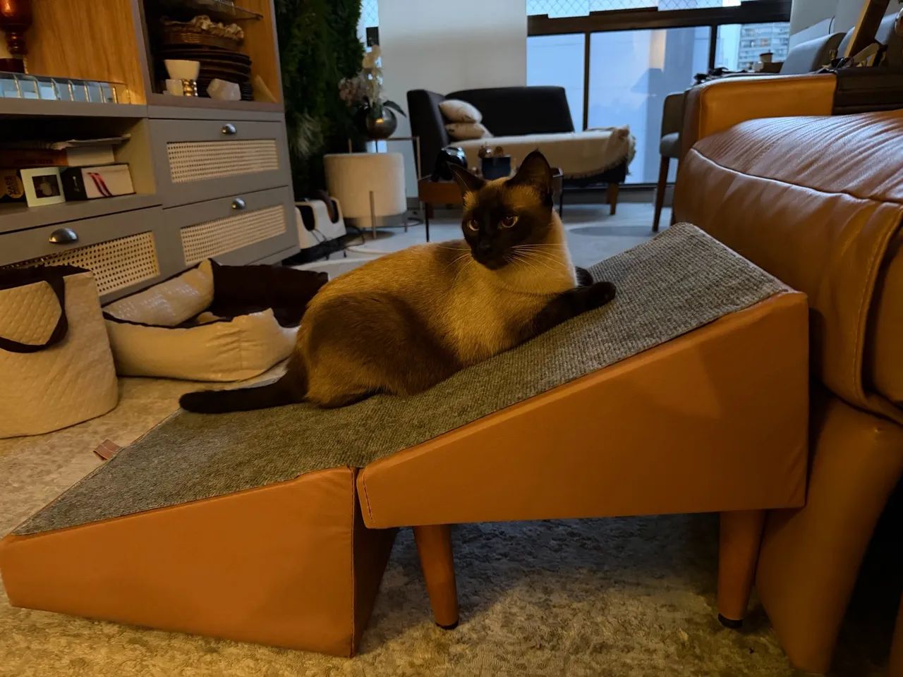 Gata siamês castrada - Foto 3