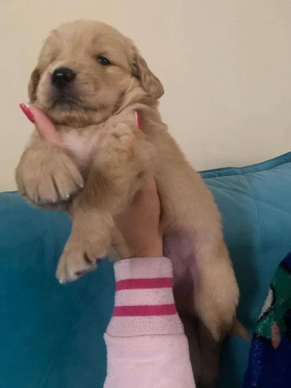 Golden retriever Casal  - Foto 2