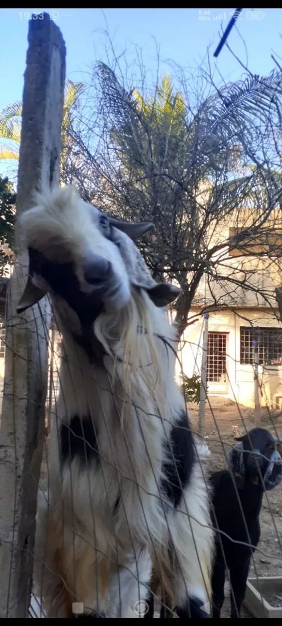 Bode reprodutor da raça anglonubiana , por R$2.000,00 - Foto 3