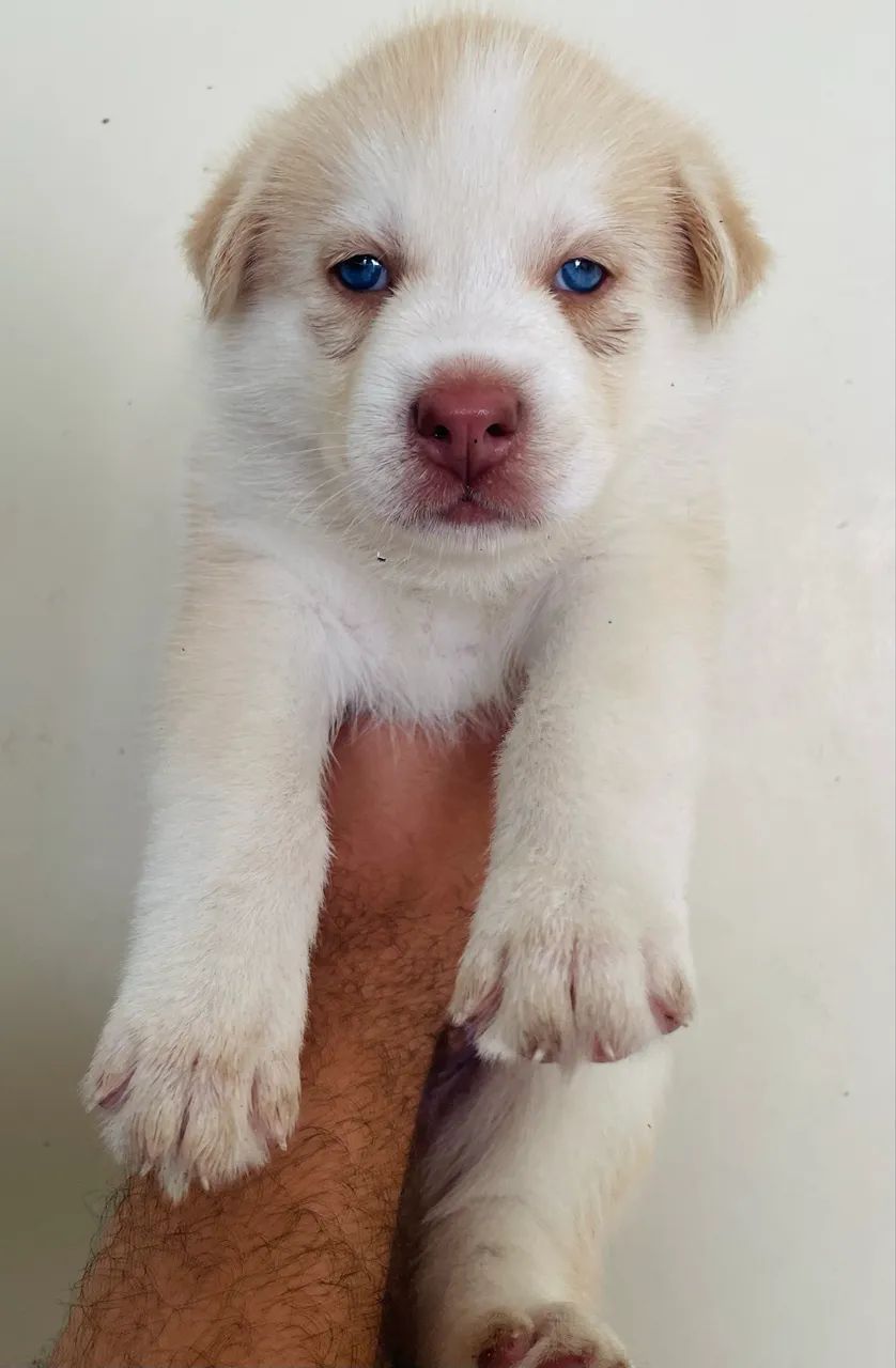 Husky siberiano  - Foto 2