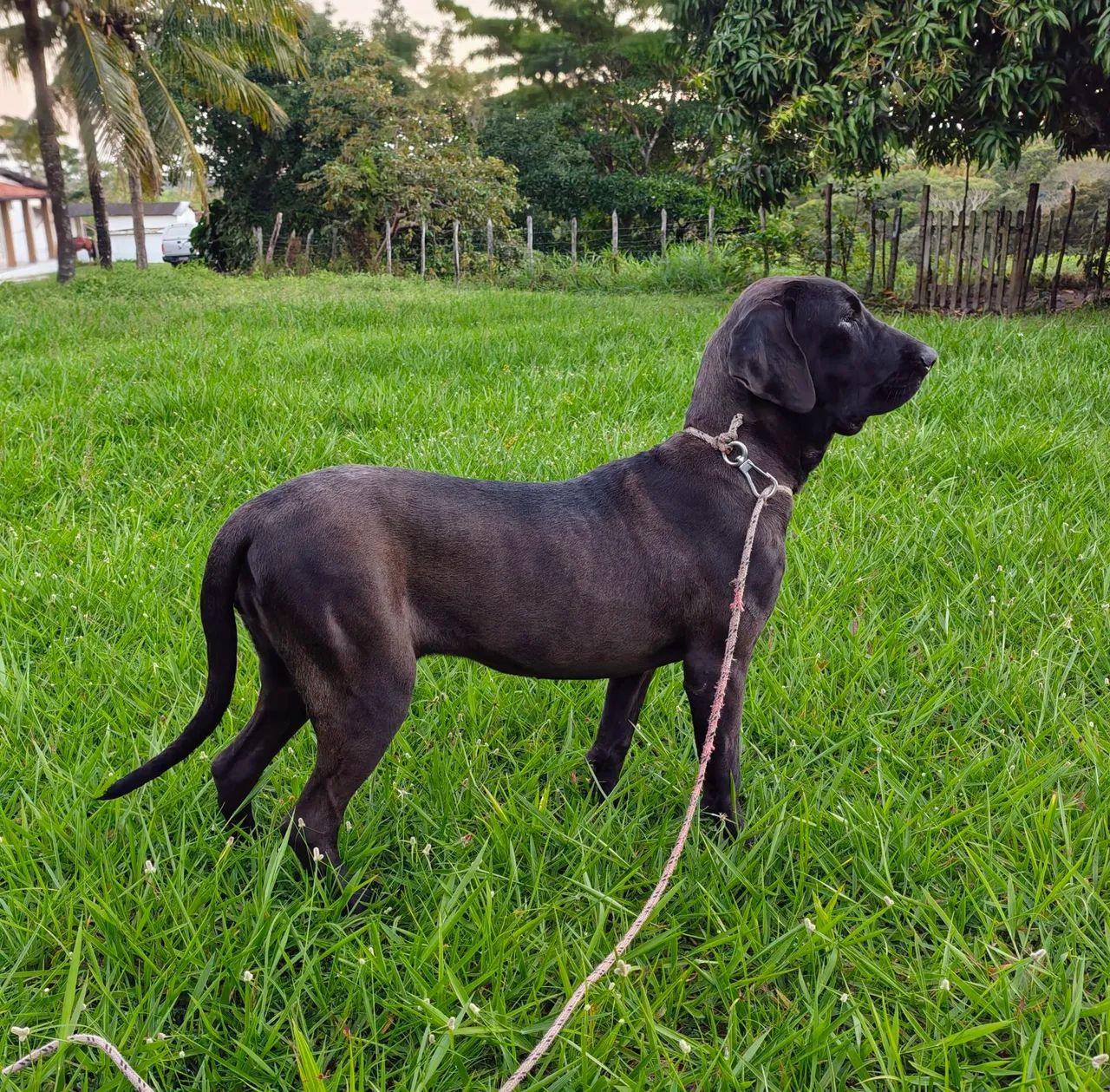 Cachorro