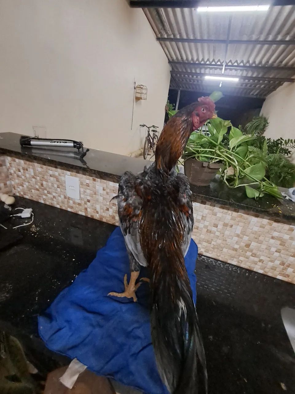 Vendo frangos 