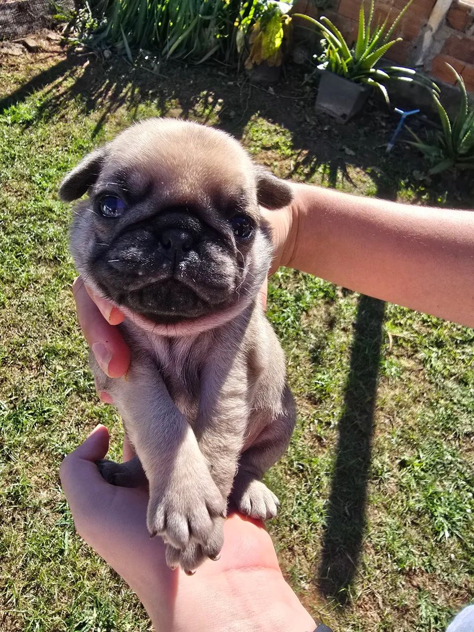 Pug 1200 - Foto 4